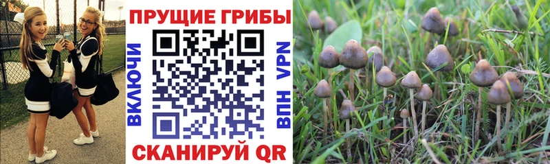 Псилоцибиновые грибы GOLDEN TEACHER omg ссылка Нелидово